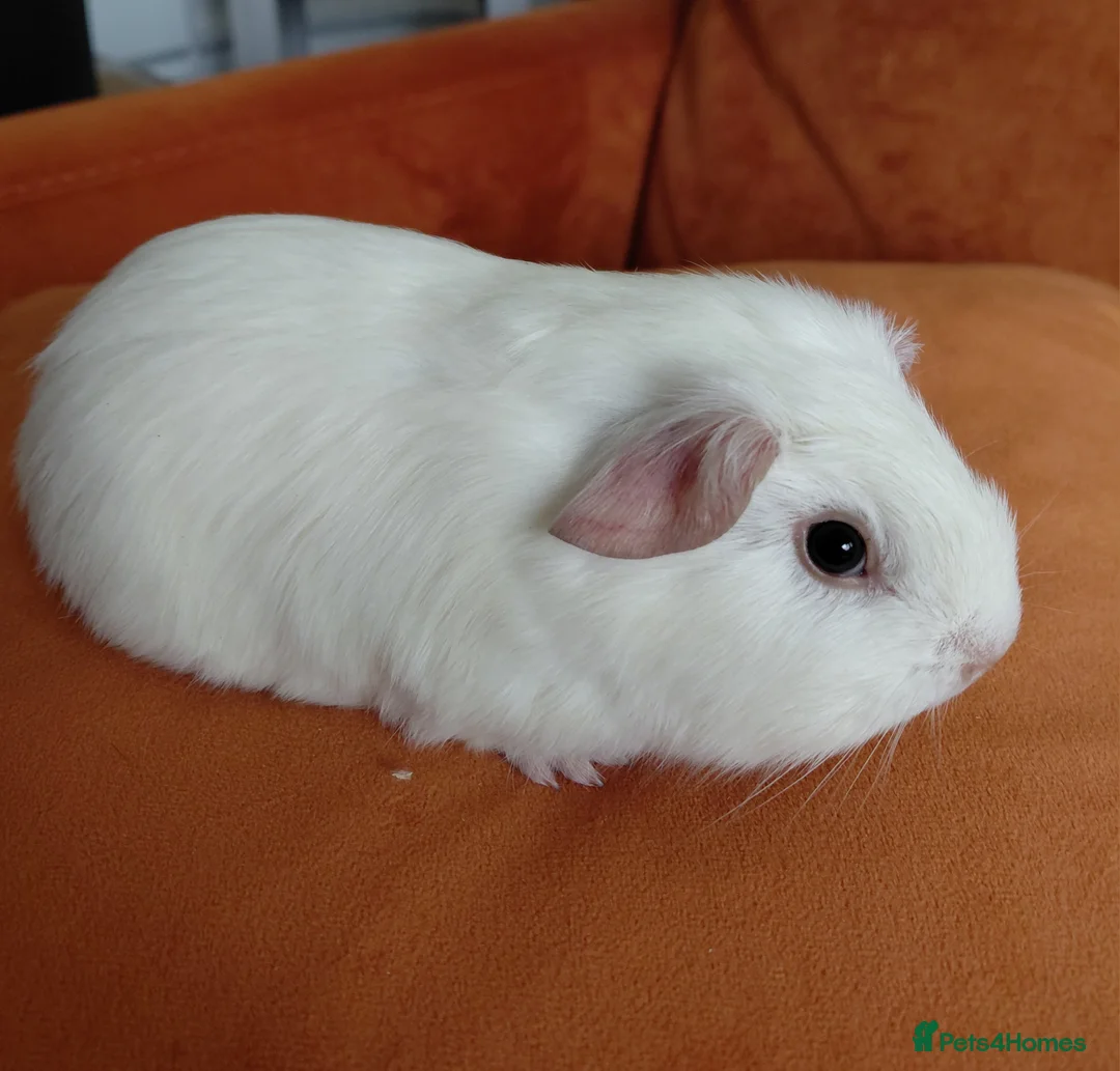Guinea Pig rodents for sale: Assorted Pure breed baby Male guinea pigs - Advert 1