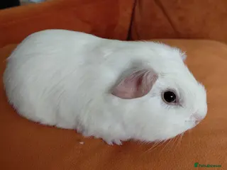 Guinea Pig rodents Assorted Pure breed baby Male guinea pigs - Advert 12