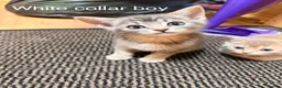 Mixed Breed cats for sale: Lovely British Shorthair and Abyssian mix kittens in Livingston - Advert 10