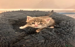 British Shorthair cats for sale: British shorthair kittens  - Image 5