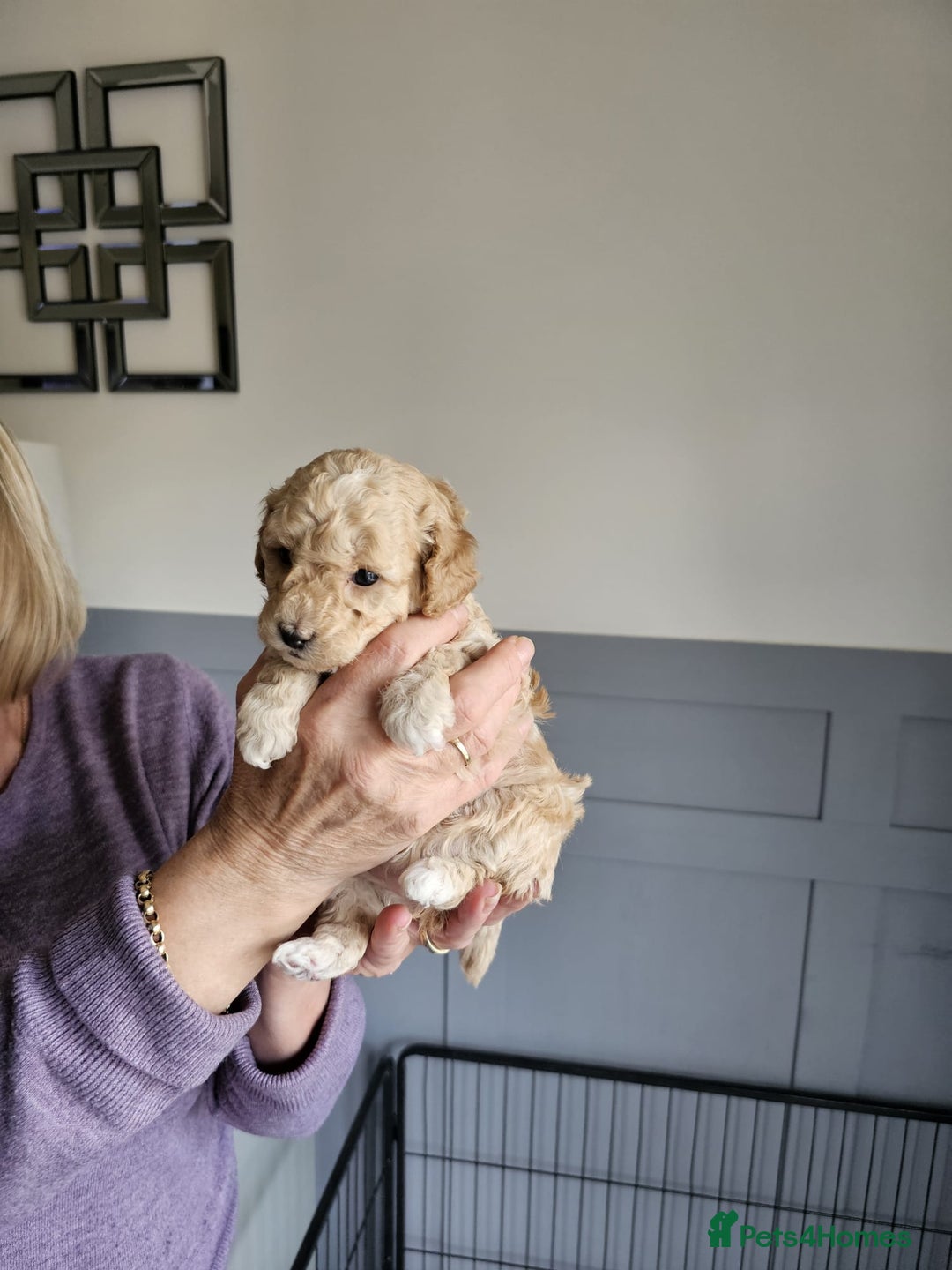 Cockapoo dogs for sale: 1 beautiful cockapoo girl - Image 5