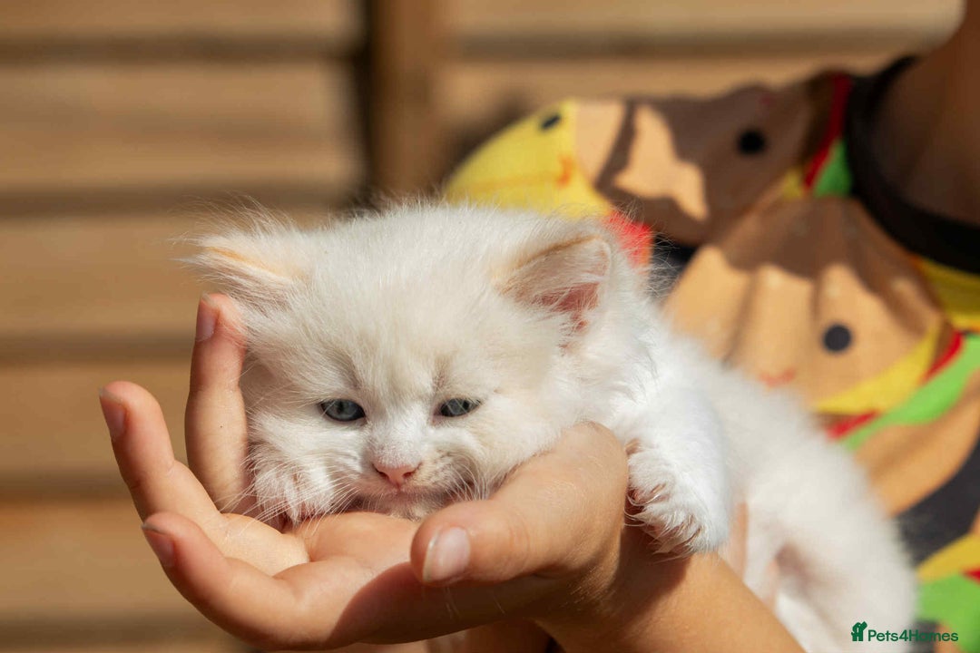 Ragdoll cats for sale: Fluffy Ragdoll cross kittens  - Image 3
