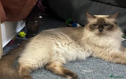 Ragdoll cats for sale: Exquisite 6th Generation PUREBREED Ragdoll Kittens - Image 9