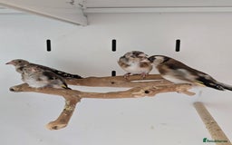 Canaries birds for sale: Beautiful Canaries, Goldfinches, Zebras, Bengies!! - Image 5