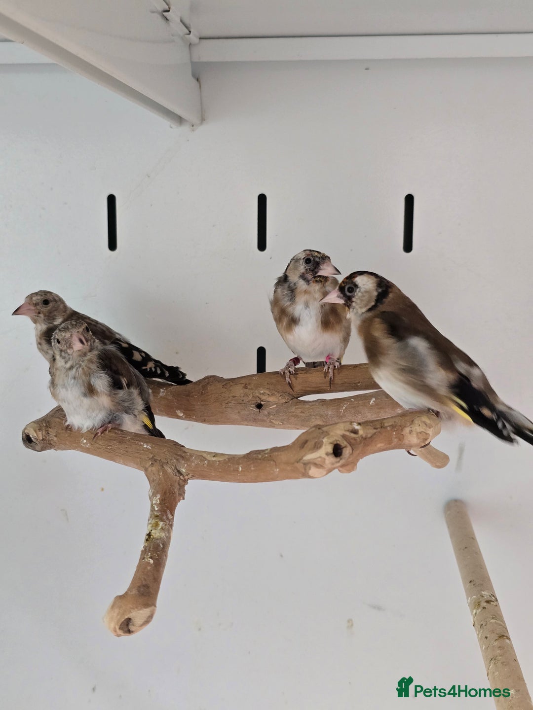 Canaries birds for sale: Beautiful Canaries, Goldfinches, Zebras, Bengies!! - Image 5