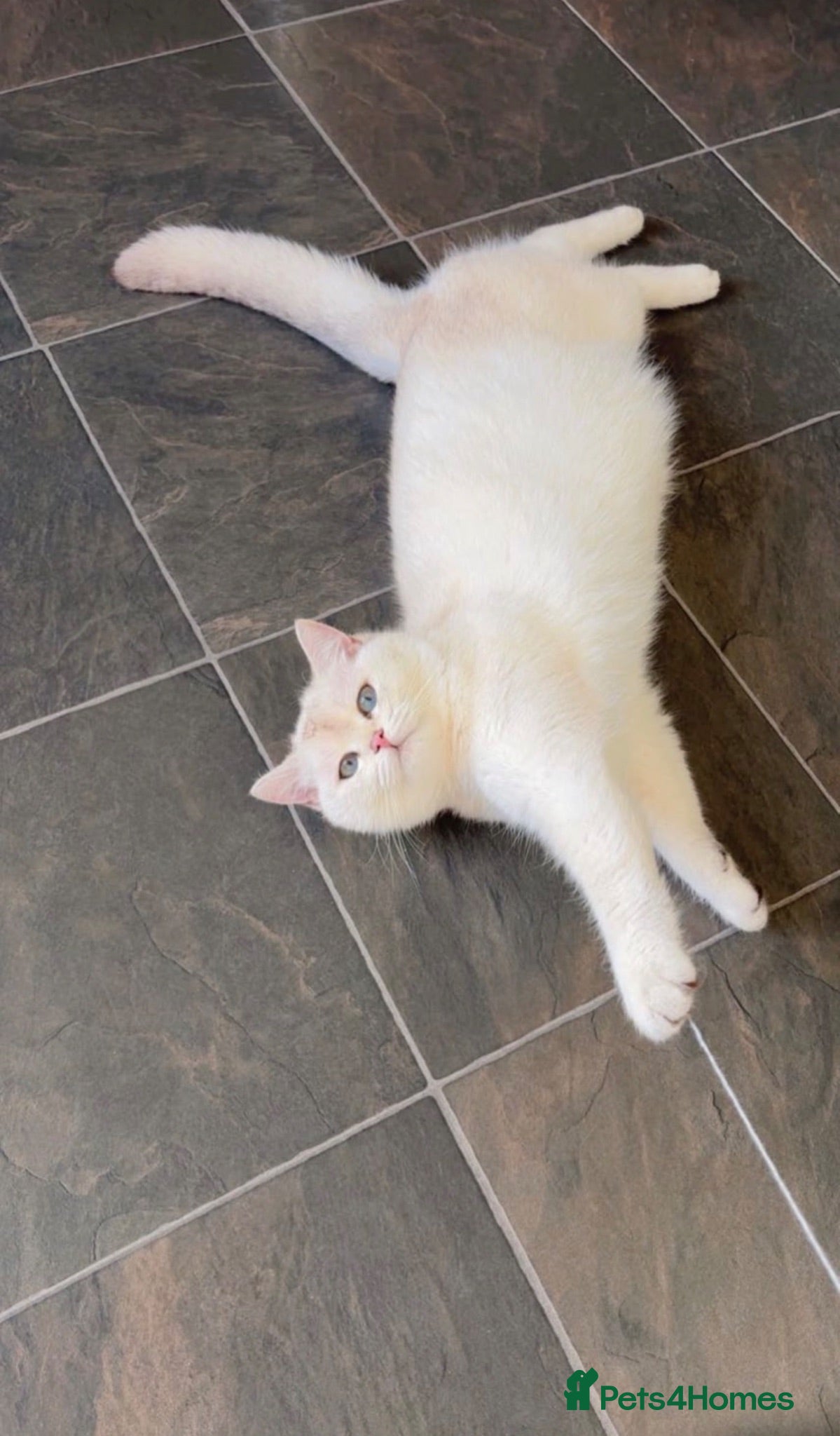 British Shorthair cats 2 beautiful British short hairs for sale  - Advert 1