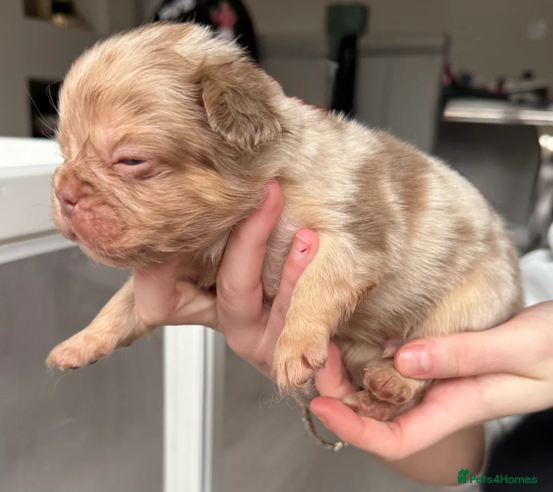 French Bulldog dogs for sale: Full fluffy frenchies  - Advert 24