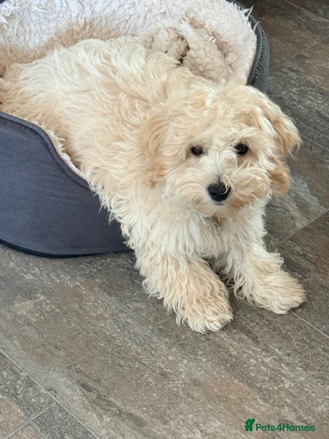 Maltipoo dogs for sale: Re-homing loving little boy in Hereford - Advert 1