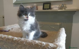 Mixed Breed cats for sale: Beautiful girl gray & white  - Image 5