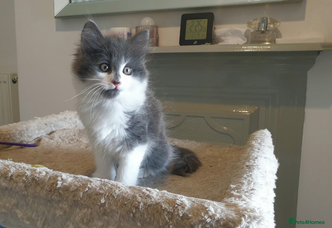 Mixed Breed cats for sale: Beautiful girl gray & white  - Image 5