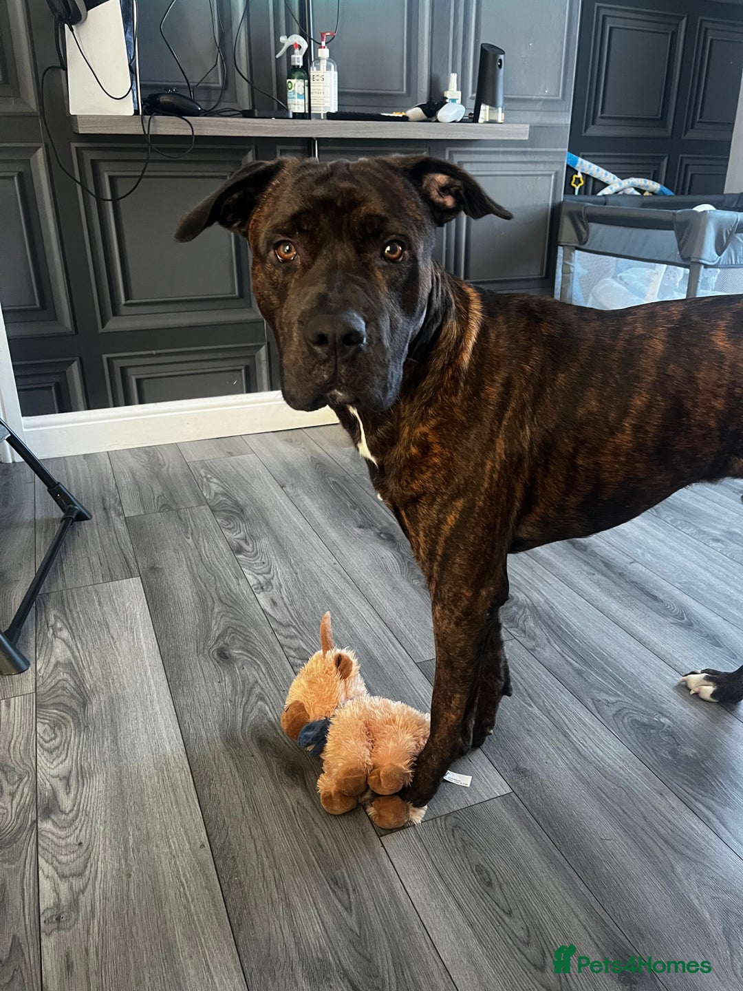 Mixed Breed dogs for sale: Cane corso cross bullmastiff male - Image 5