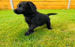 Labradoodle dogs for sale: F1 Labradoodle Babies 🐾🐾🐾 - Image 14