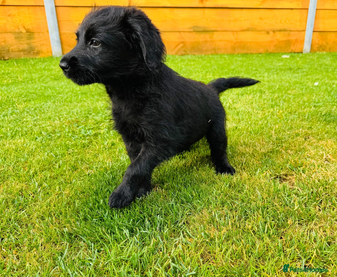 Labradoodle dogs for sale: F1 Labradoodle Babies 🐾🐾🐾 - Image 14
