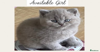British Shorthair cats - Advert 8