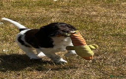 Sproodle dogs for sale: F1 Sproodle 🩷Pippa🩷 5⭐️Licensed Breeder full DNA - Image 9