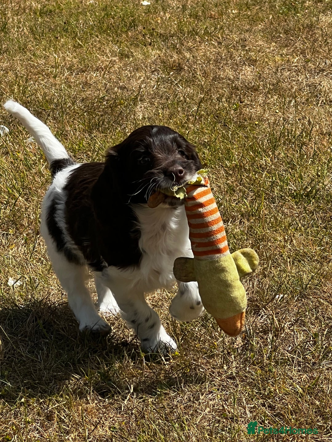 Sproodle dogs for sale: F1 Sproodle 🩷Pippa🩷 5⭐️Licensed Breeder full DNA - Image 9