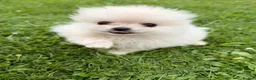 Pomeranian dogs for sale: Beautiful Pomeranian Puppies  - Advert 5