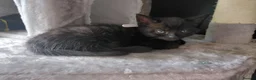 Mixed Breed cats for sale: Beautiful black fluffy babies 2 left - Advert 3