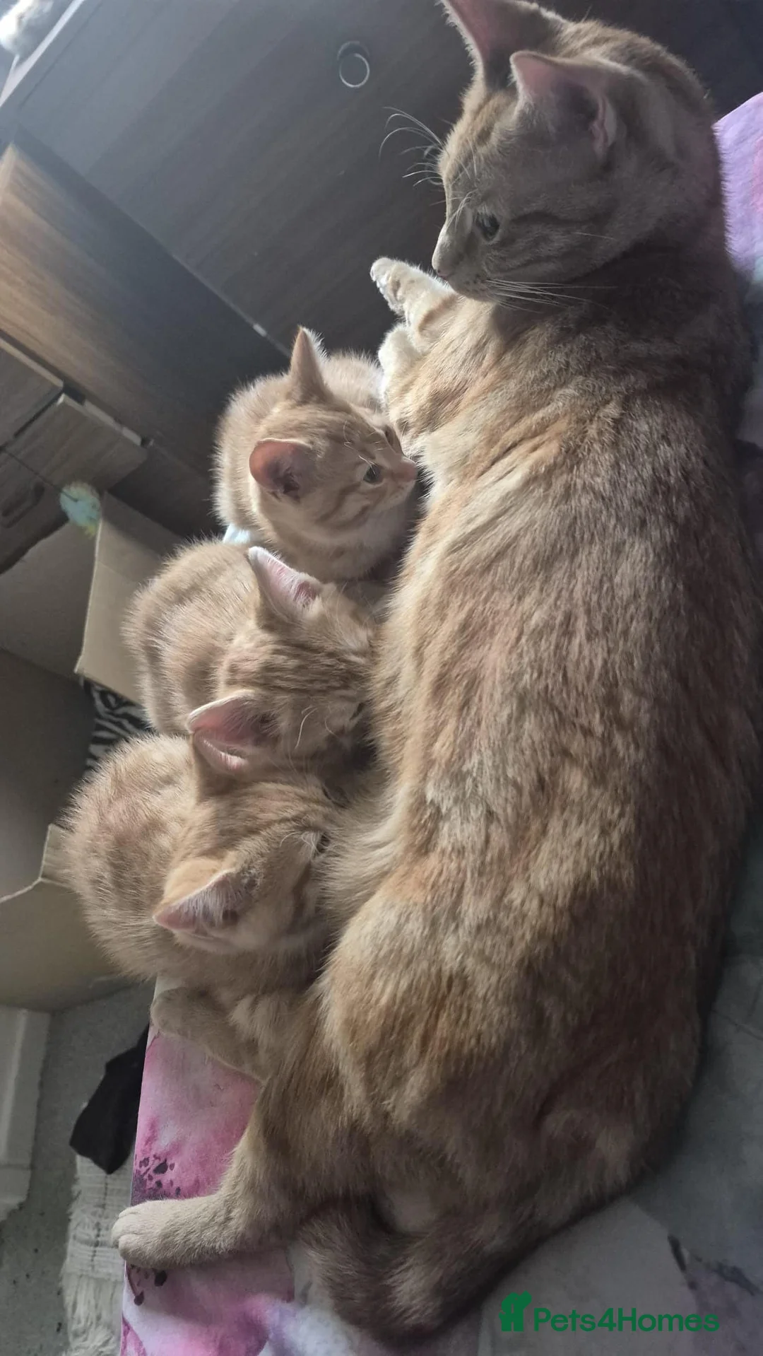 Mixed Breed cats for sale: Beautiful Kittens Savannah x Maine Coon Mix 🐾 - Advert 2