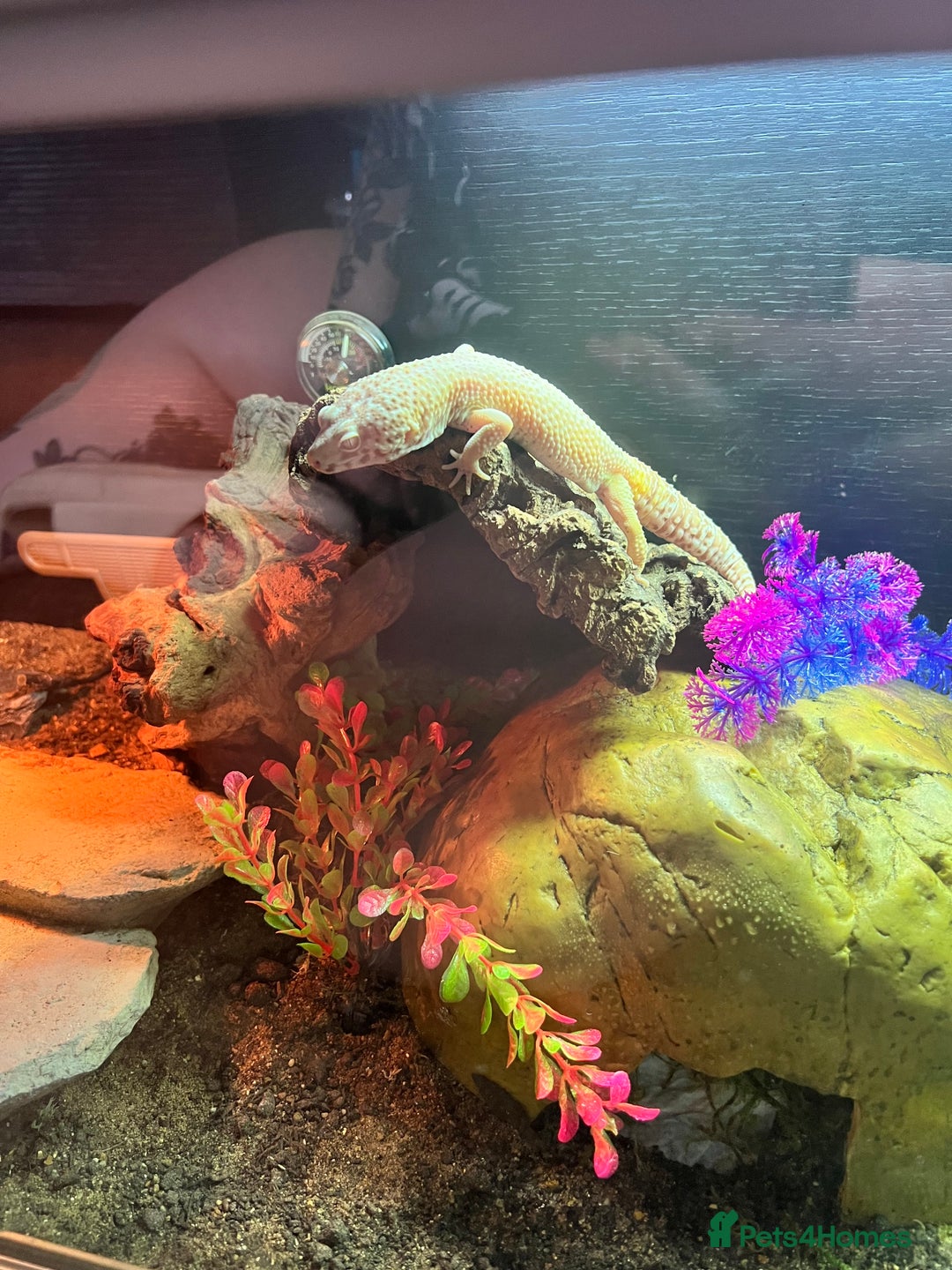 Leopard Gecko reptiles for sale: Zuko and viv - Image 3