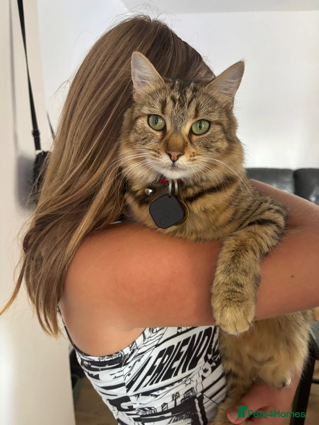 Mixed Breed cats for sale: Beautiful little girl  - Advert 2