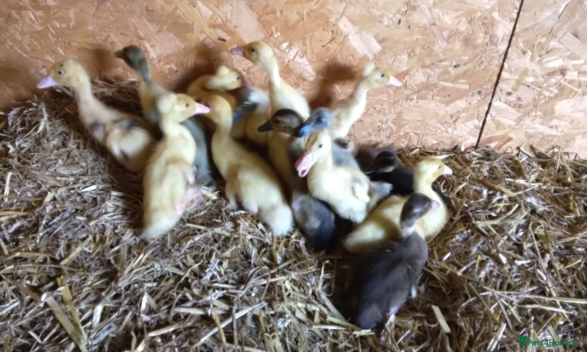 Ducks poultry Indian runner ducklings for sale - Advert 7