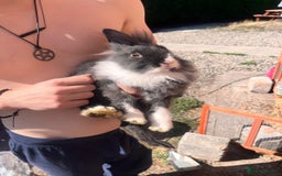 Lionhead rabbits for sale: Female rabbits for sale  - Image 3