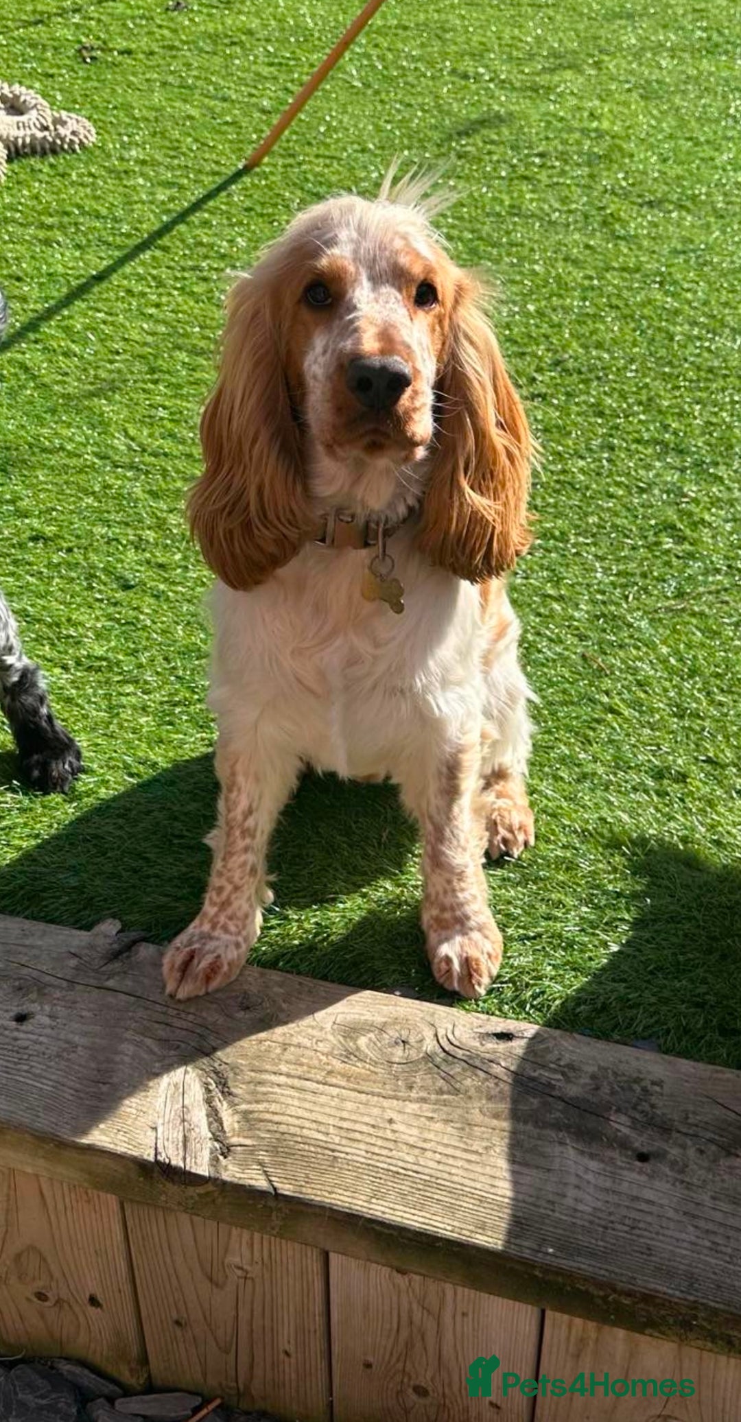 Cocker Spaniel dogs for stud: KC REGISTERED ORANGE ROAN SHOW COCKER SPANIEL STUD in Barnsley - Advert 1