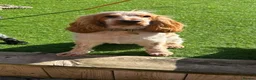 Cocker Spaniel dogs for stud: KC REGISTERED ORANGE ROAN SHOW COCKER SPANIEL STUD in Barnsley - Advert 1
