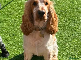 Cocker Spaniel dogs KC REGISTERED ORANGE ROAN SHOW COCKER SPANIEL STUD in Barnsley - Advert 8