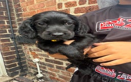 Cockapoo dogs for sale: ✨2 Cockapoo x Show Cocker Spaniel Puppies✨  - Image 3