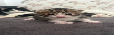 Kitten 2