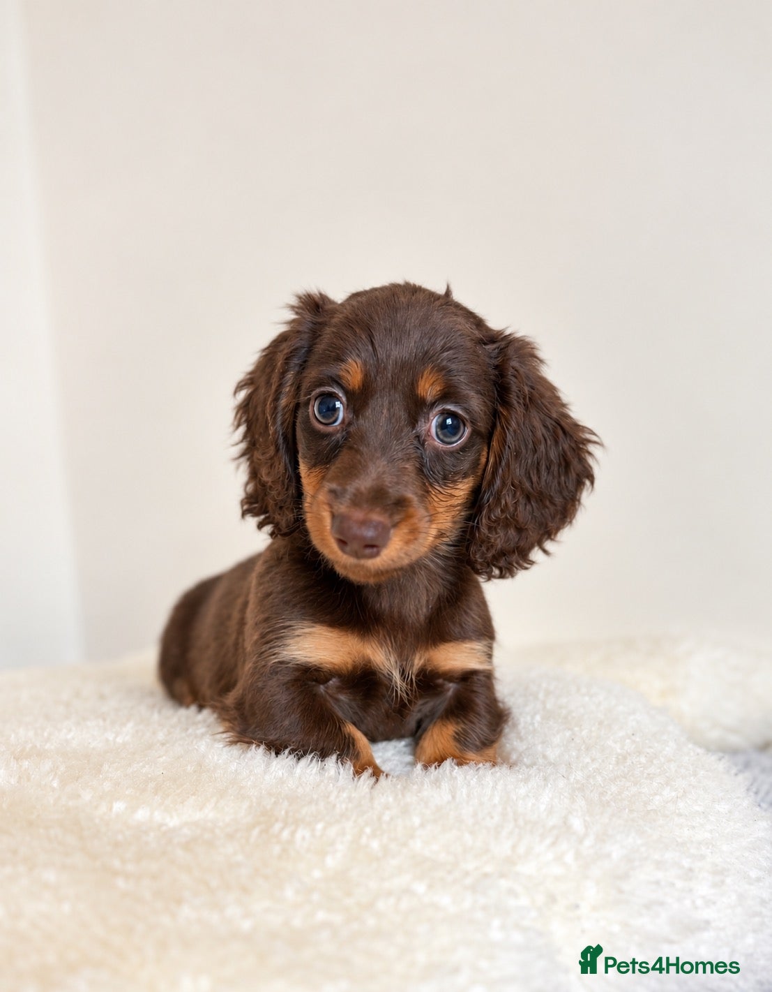 Miniature Dachshund dogs for sale: KC champion lines miniature LH dachshunds  - Advert 19