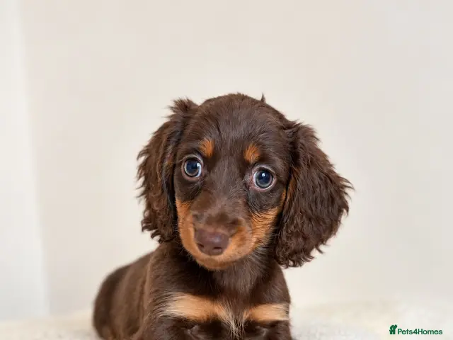 Miniature Dachshund dogs for sale: KC champion lines miniature LH dachshunds - Advert 19