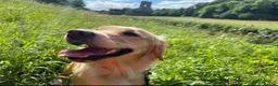 Golden Retriever dogs for sale: Perfect Golden Retriever Litter - Advert 11