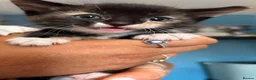 Mixed Breed cats for sale: Beautiful Fluffy Kittens - Advert 9