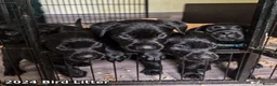 Labrador Retriever dogs for sale: KC Labrador - Traditional working  - Advert 24