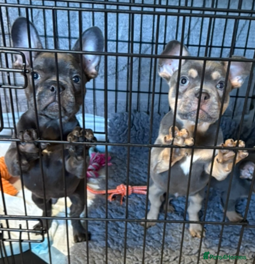 French Bulldog dogs for sale: 1 KC REG BOY LEFT 🩵🩵🩵 READY TO GO 🩵 in Basildon - Image 4