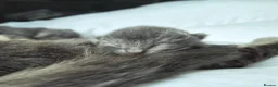 Russian Blue cats for sale: Blue Russian Babies For Sale  in Swansea - Advert 8