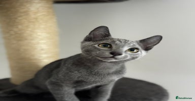 Russian Blue cats - Advert 16