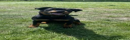 Rottweiler dogs for sale: Stunning Pure Breed Male Rottweiler Puppy - Advert 6