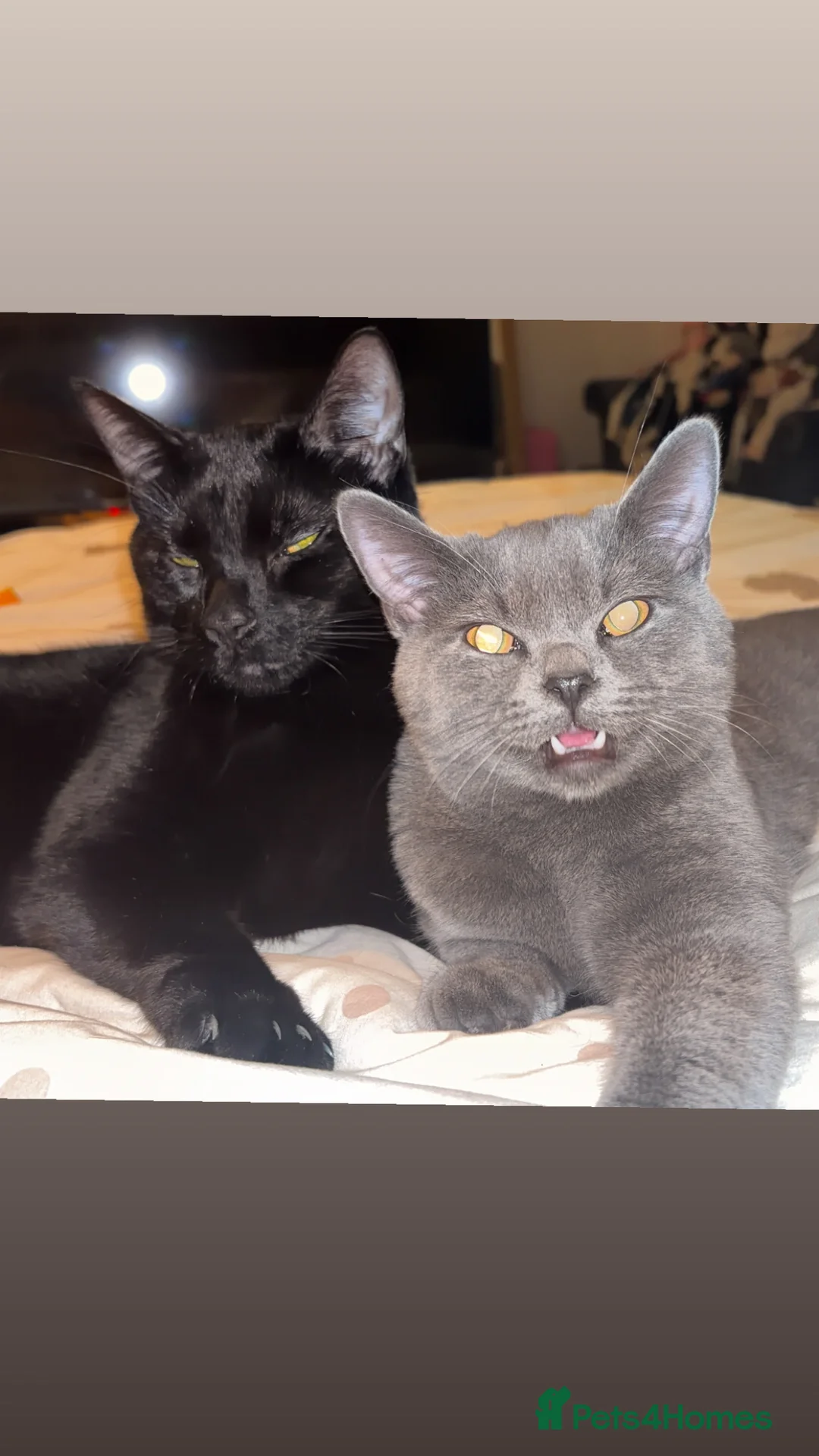 British Shorthair cats for sale: Shadow - Advert 2