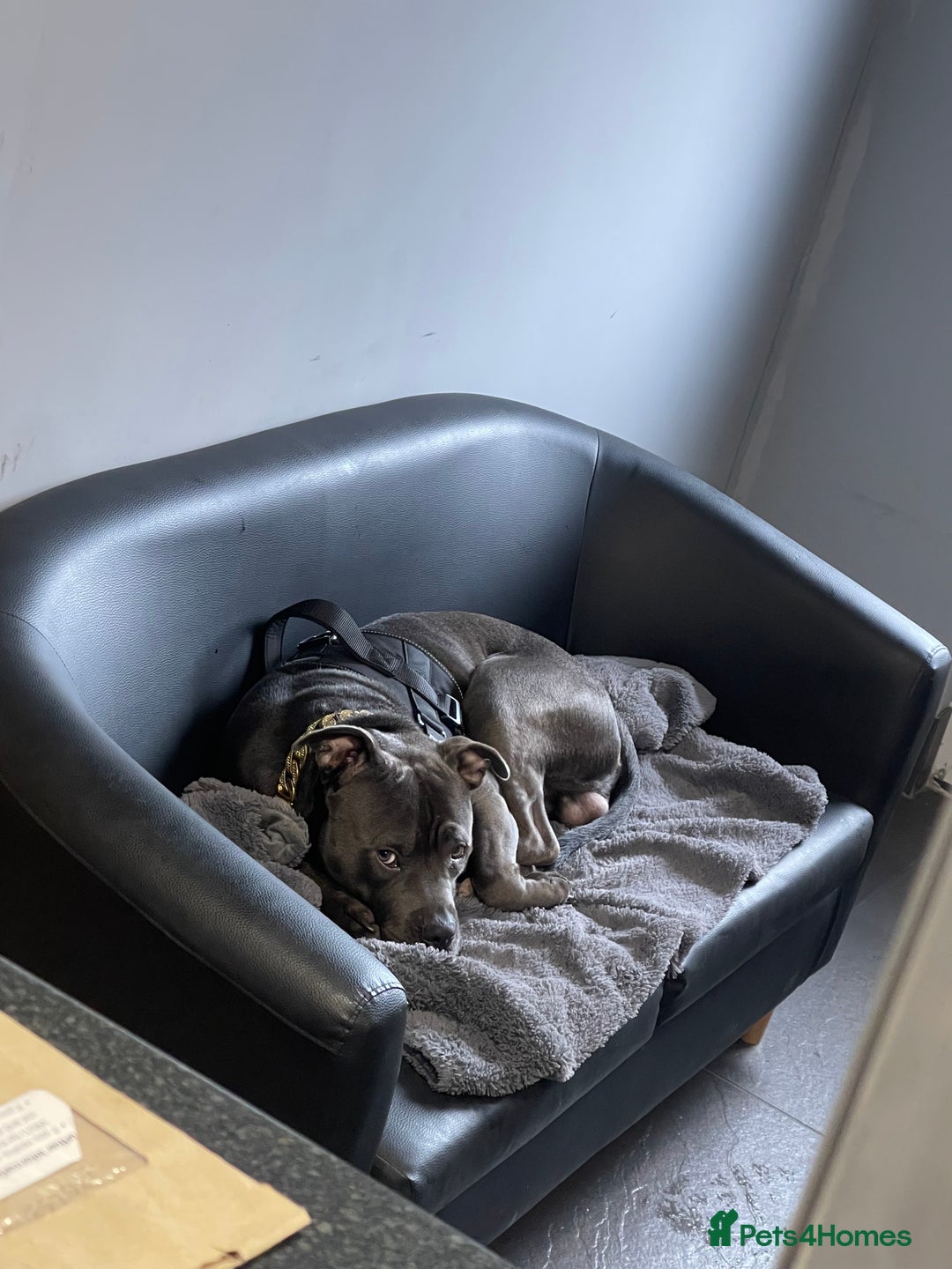 Staffordshire Bull Terrier dogs for sale: Dog looking for new home - Advert 8