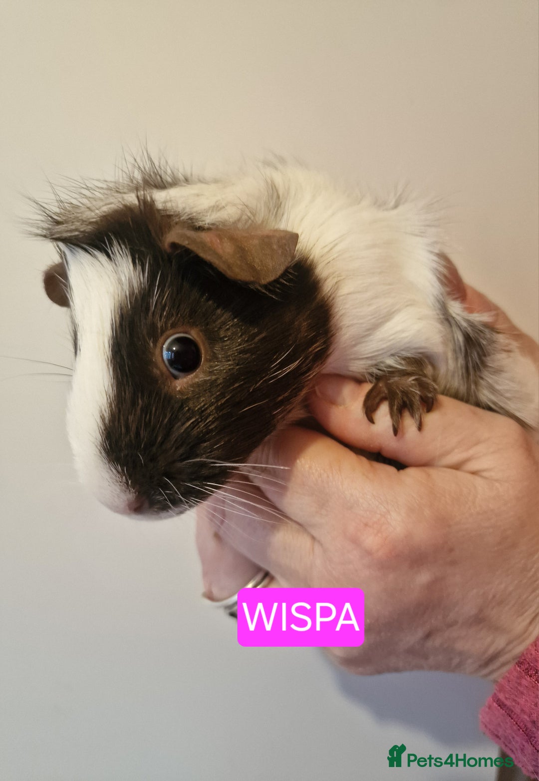 Guinea Pig rodents for sale: Female guinea pigs  - Advert 2