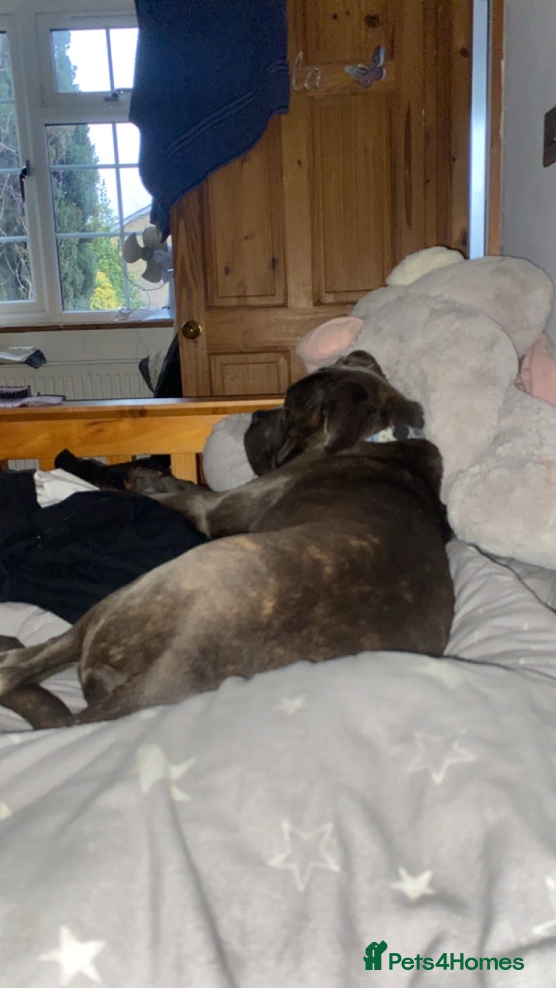 Cane Corso dogs for sale: Bonnie  - Image 6