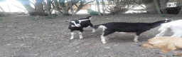 Goats livestock for sale: Pet goat kids, used to ponies/dog in Boston - Advert 3