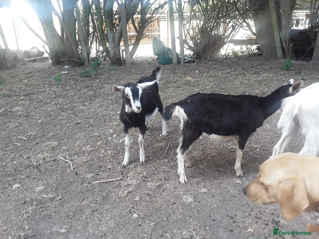 Goats livestock for sale: Pet goat kids, used to ponies/dog in Boston - Advert 3