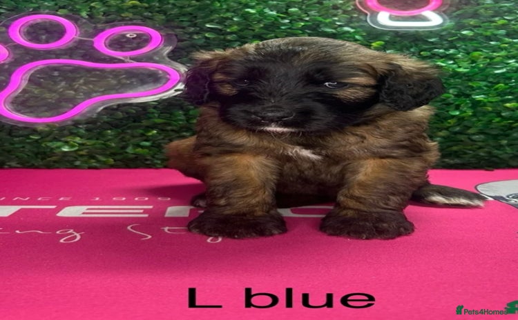Mixed Breed dogs - Advert 3
