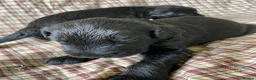 Russian Black Terrier dogs for sale: Russian Black Terrier Pups for Sale - Advert 5