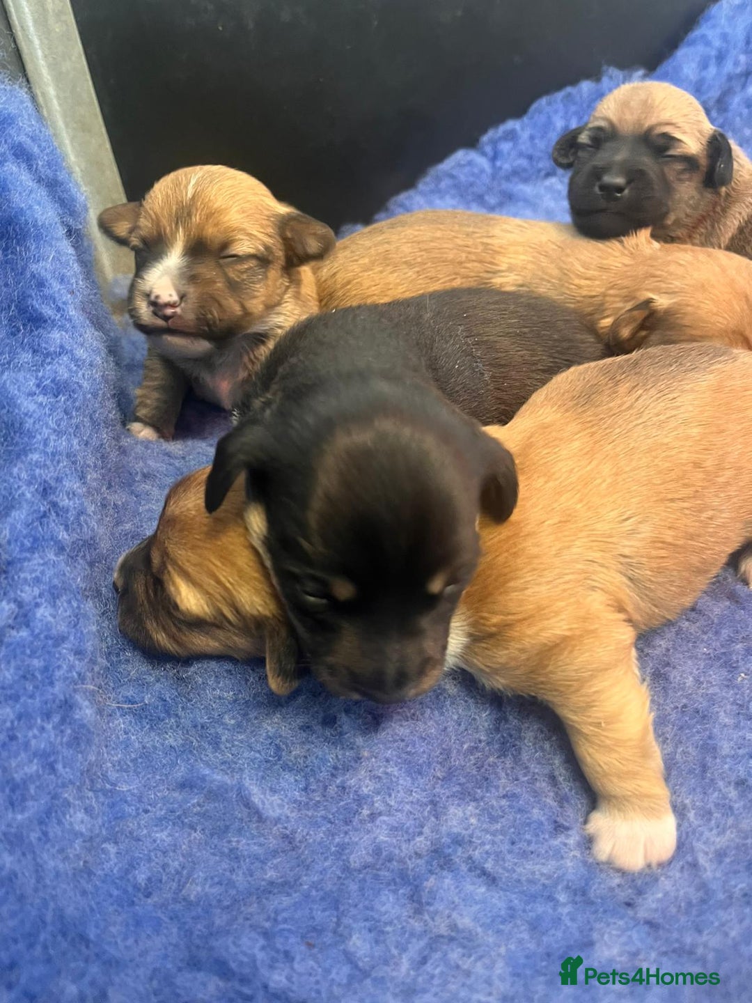 Jack Russell dogs for sale: Miniature Jack Russell’s  - Advert 14